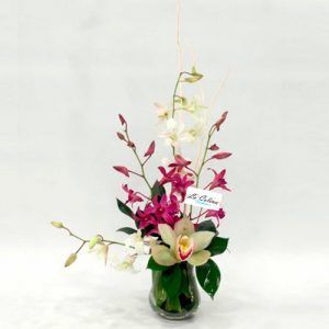 Arreglo de Orquídeas Solitario a domicilio Bogota