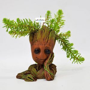 Suculenta-Groot-a-domicilio-bogota