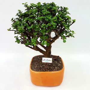 Bonsai Hade 10 años Monedita