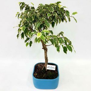 Bonsai Holly Variegado 10 años