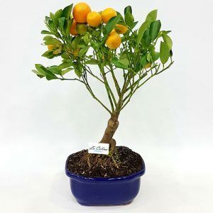 Venta Bonsai Naranjo 5 años Barato Bogota