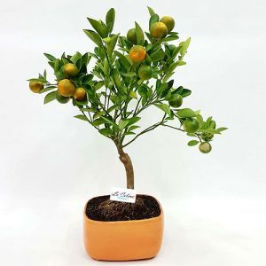 Venta Bonsai Naranjo 10 años en Bogota