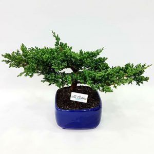 bonsai-pino-10-anos-nana-Bogota