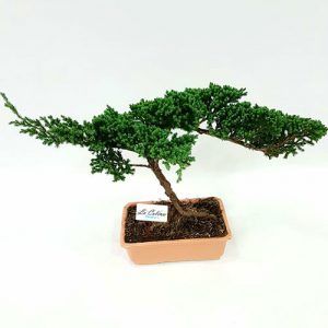 Venta de Bonsai Pino 5 años Nana a domicilio en Bogotá Economico