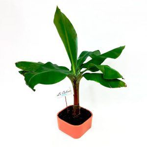 Bonsai-de-platano-10-anos-a-domicilio-Bogota