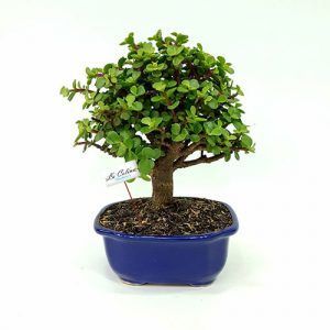 Bonsai Monedita 5 años a domicilio Bogotá