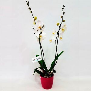 Orquídea Phalenopsis con matera a domicilio Bogotá