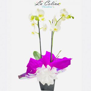Orquidea Phalaenopsis en matera