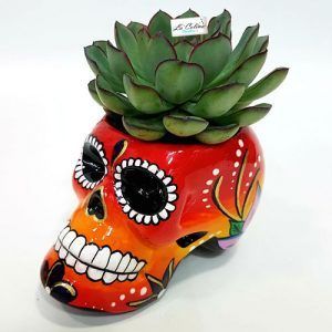 Planta Suculenta en Base de Calavera Bogota