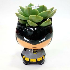 2 Plantas Suculentas con Matera Super Heroes La Colina