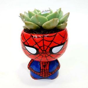 3 Plantas Suculentas Bogotá con Matera Super Heroes