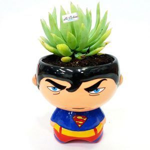 Venta de 4 Plantas Suculentas en Bogotá
