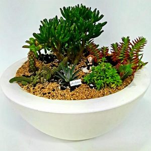 Suculentas Jardin a domicilio bogota