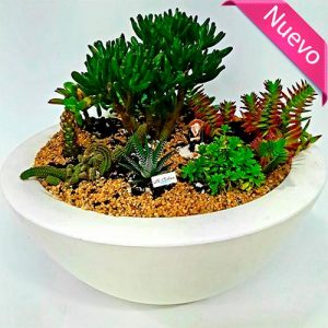Suculentas Jardin a domicilio Bogota