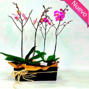 Plantas Orquídeas phalenopsis a domicilio en Bogotá