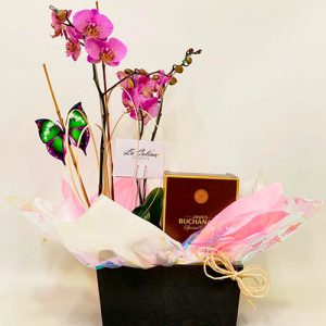 Orquídea phalaenopsis con botella buchanans