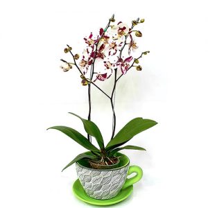 orquídea phalaenopsis en pocillo decorativo