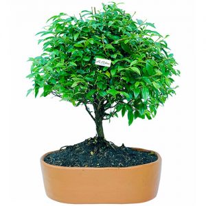 Bonsai Guayacan de Manizales