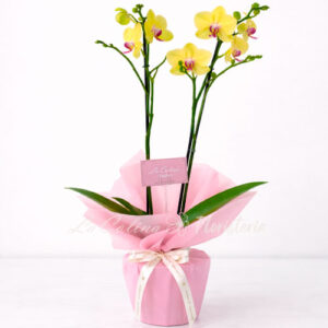Planta de Orquídea Phalaenopsis