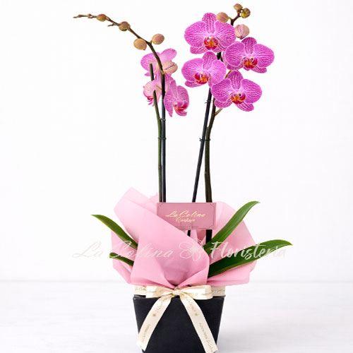 Planta-de-Orquidea-phalaenopsis-bogota Orquidea Phalaenopsis Planta con matera