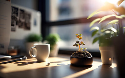 Bonsai para regalo