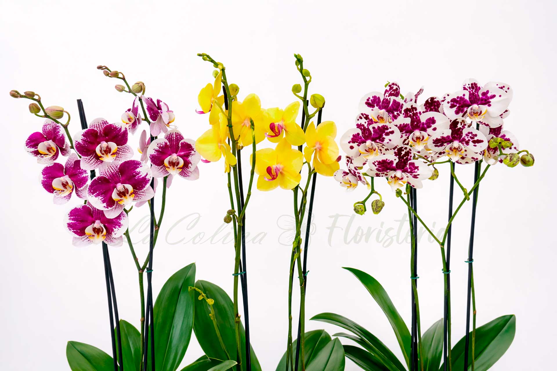 Orquideas Phalaenopsis