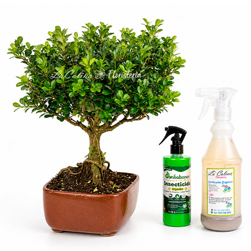 Bonsai-Boxus-10-annos-Kit Bonsai Boxus 10 años en kit con insecticida y fertilizante