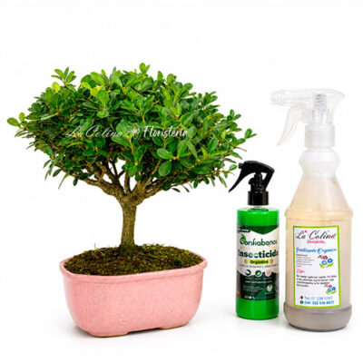 Bonsai Boxus 5 años en Kit con fertilizante e insecticida