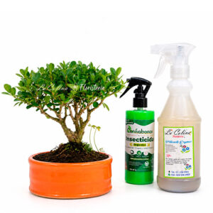 Kit Bonsai Bpux que incluye insecticida y fertilizante