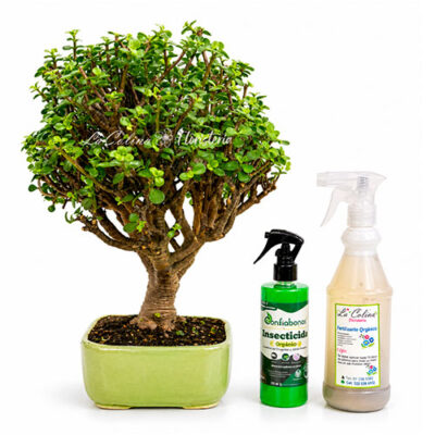 Bonsai hade monedita 10 años en kit con insecticida y fertilizante