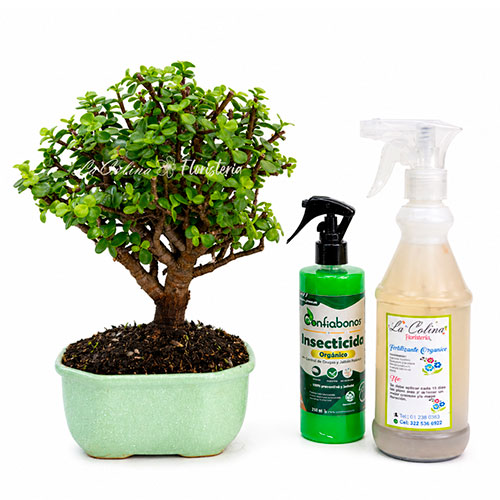 Bonsai-Hade-Monedita-5-annos-Kit Bonsai hade monedita 5 años con insecticida y fertilizante