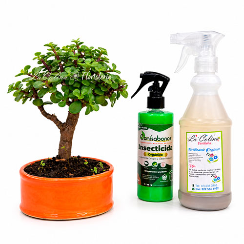 Bonsai-Hade-Monedita-Kit Bonsai Hade monedita en Kit con insecticida y fertilizante