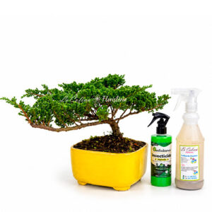 Bonsai Pino nana 10 años en kit con fertilizante e insecticida