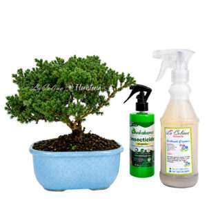 Bonsai Pino Nana 5 años con Fertilizante e insecticida
