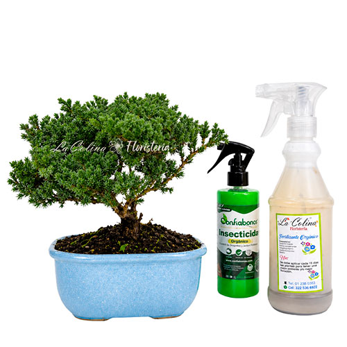 Bonsai-Pino-Nana-5-annos-Kit Bonsai Pino Nana 5 años con Fertilizante e insecticida