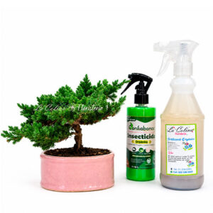 Bonsai Pino Nana mas fertilizante mas insecticida
